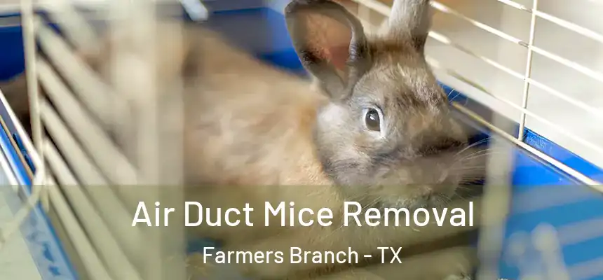  Air Duct Mice Removal Farmers Branch - TX